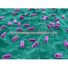 LS-G60 Lactobacillus salivarius